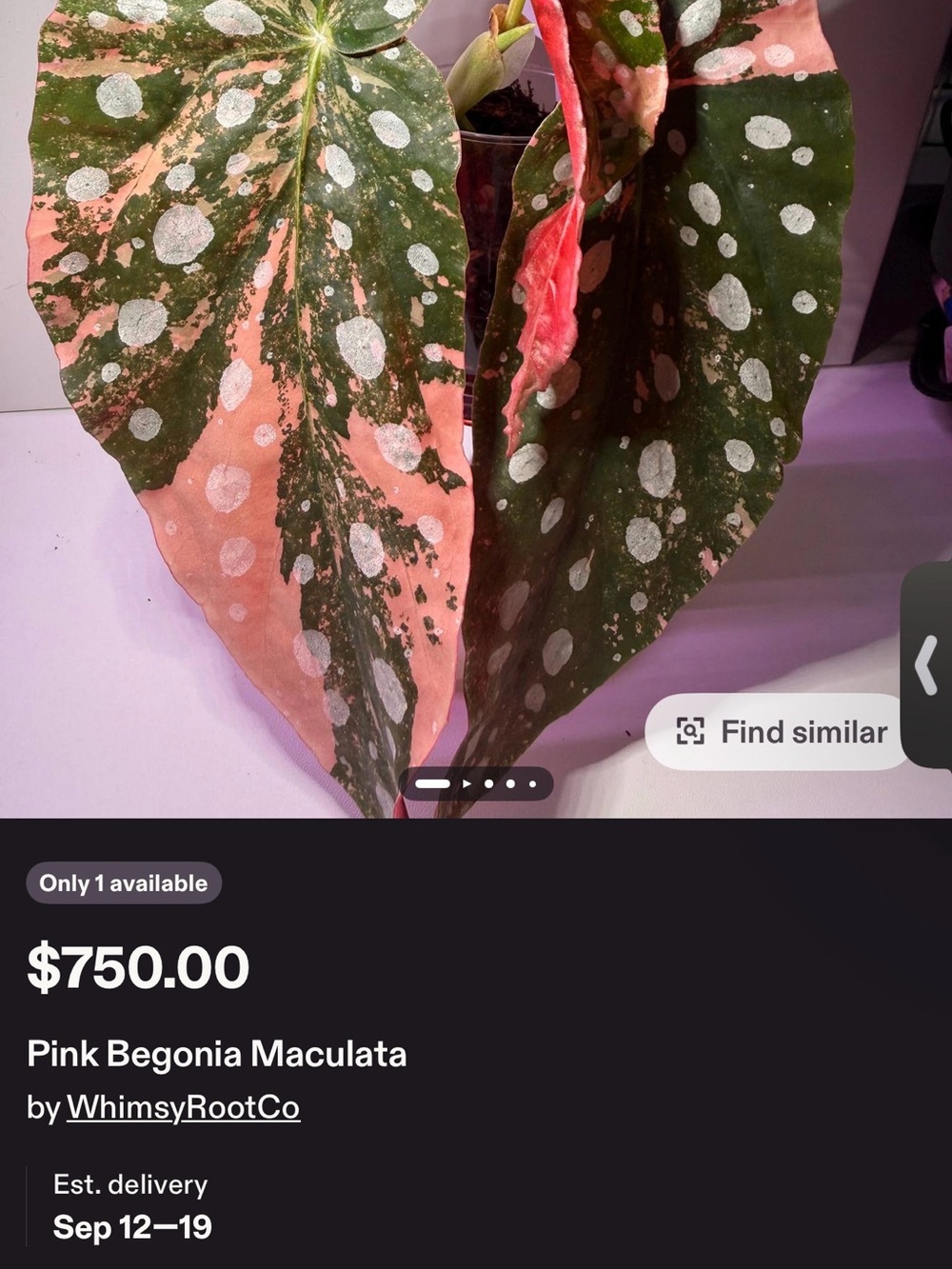 Pink Begonia Maculata